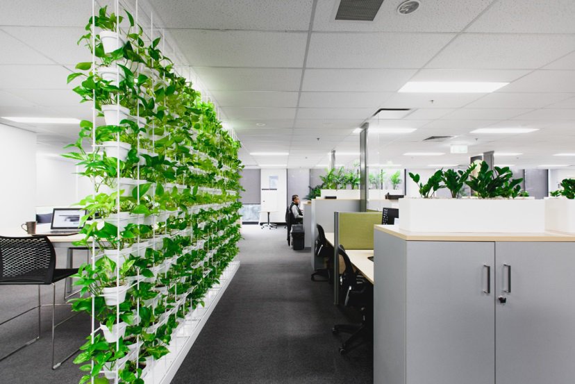 Nguyên tắc trang trí cây xanh trong văn phòng